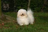 COTON DE TULEAR 009